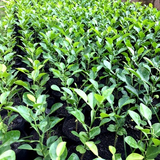 Cây chúc giống an giang, cây chanh thái cao 20-30cm, xương rồng