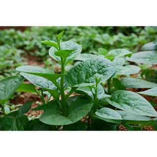 ☘ Hạt giống rau mồng tơi lá to 🌱