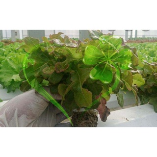 Hạt giống xà lách sồi đỏ Oakleaf - gói 2 gram