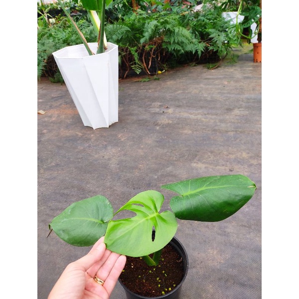 Chậu cứng trầu bà Nam Mỹ+ trầu bà thanh xuân
