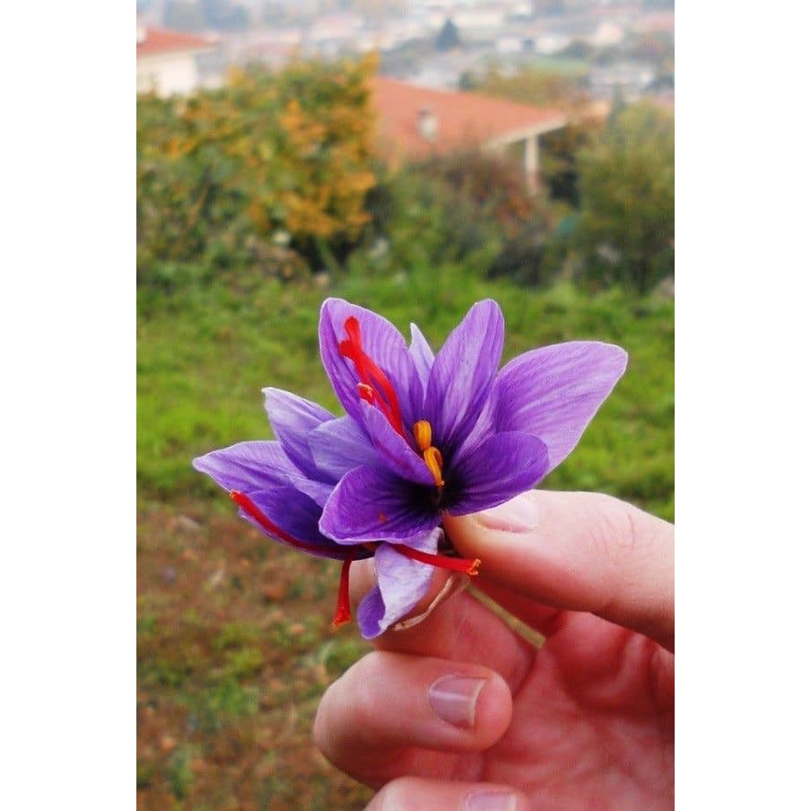 {Siêu rẻ&xịn} Mật ong 350G ngâm 200 sợi saffron baharaman TOP NEGIN