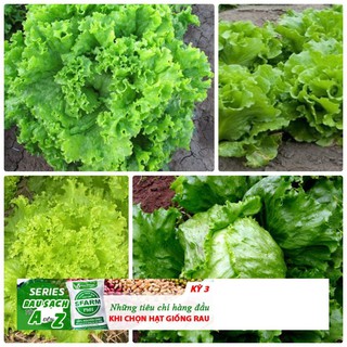 5gr hạt giống xà lách xoan xanh