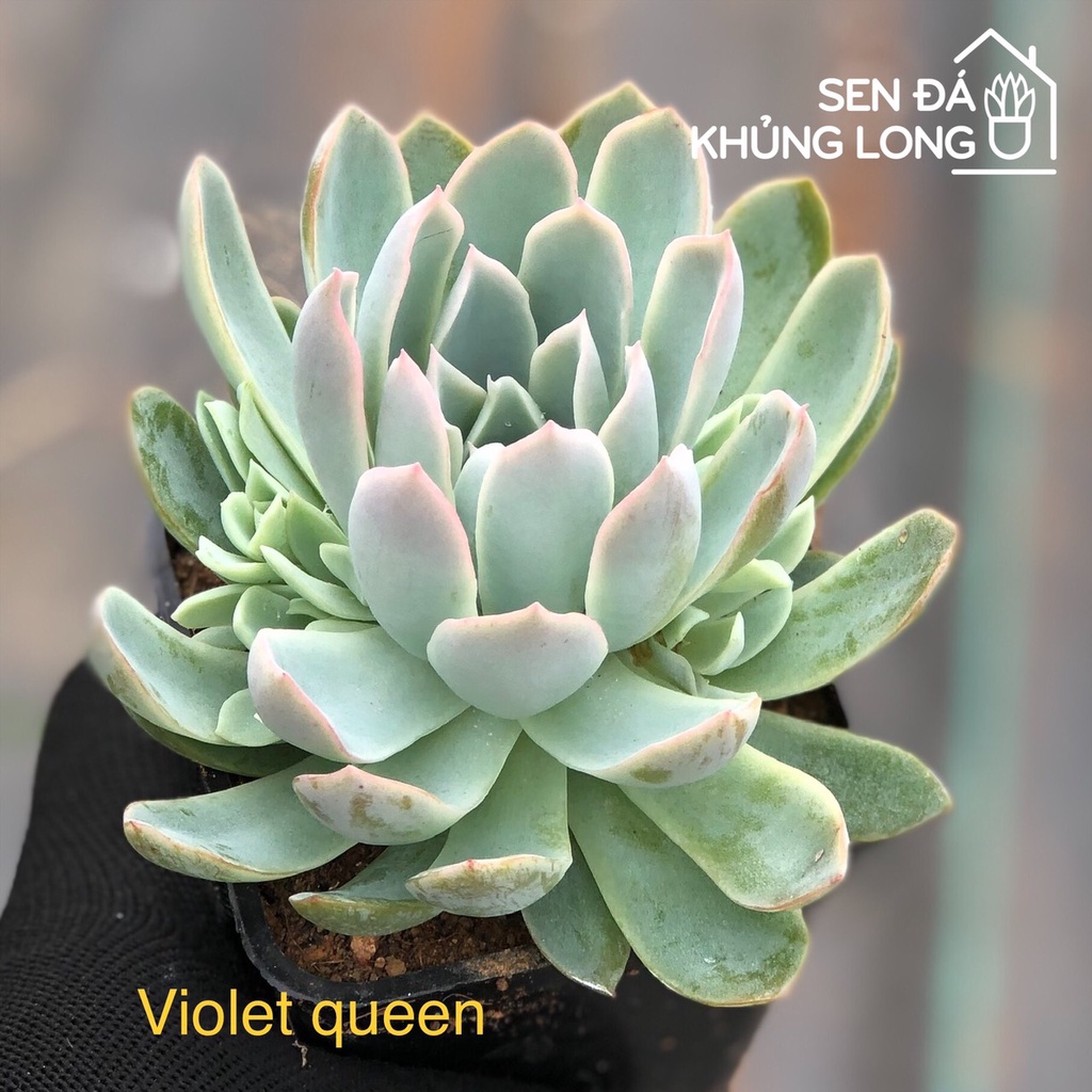 sen đá Violet queen - echeveria violet queen
