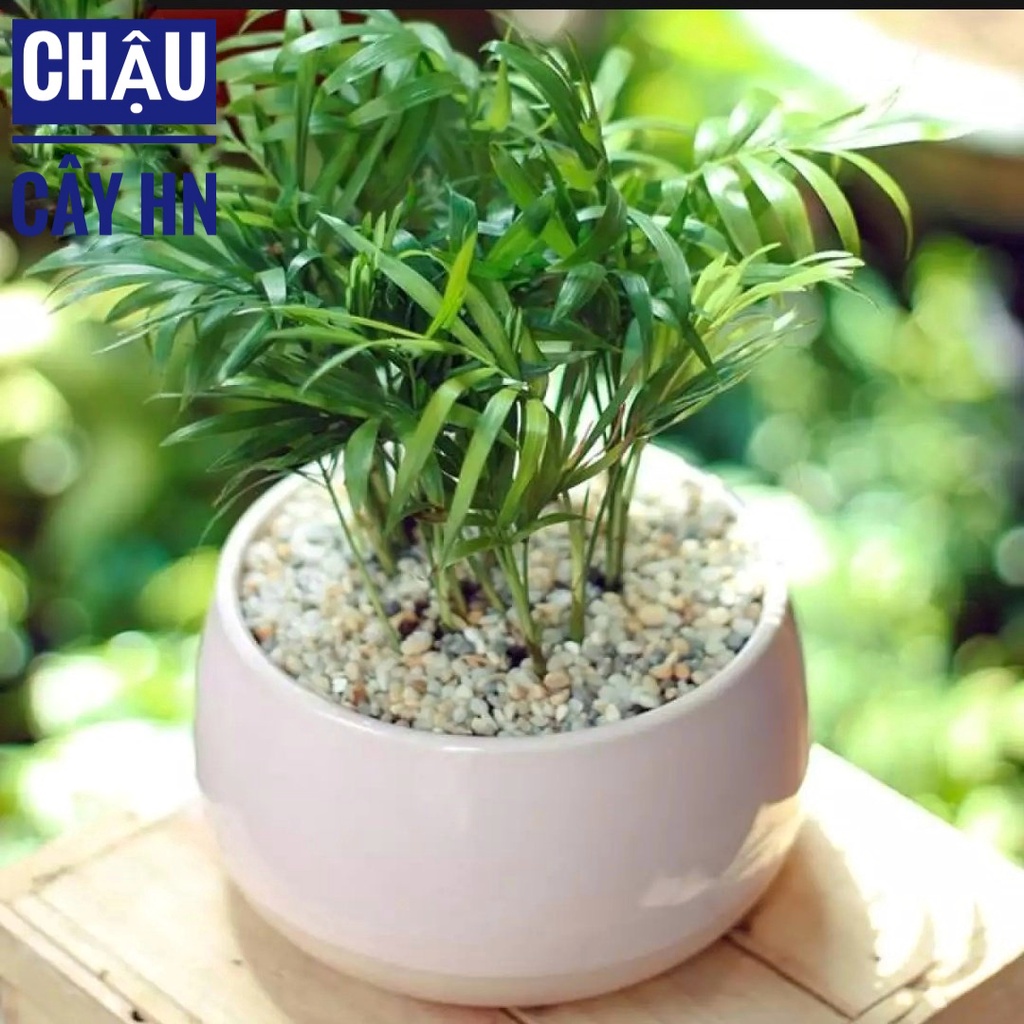 Sỏi dăm vàng to làm tiểu cảnh, rải bề mặt chậu cây, trang trí bể cá sân vườn, làm mô hình