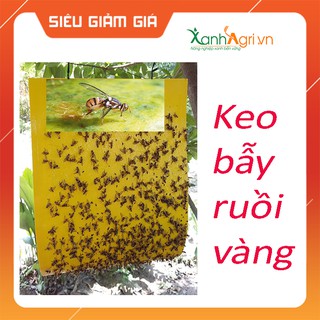 Xấp 10 tấm keo bẫy ruồi vàng siêu hiệu quả cho vườn rau, hoa, cây ăn trái