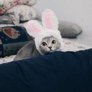Mũ Cosplay Hình Tai Thỏ Cho Thú Cưng Chó Mèo Dưới 5kg Siêu Đáng Yêu