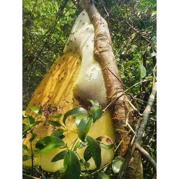 MẬT ONG KHOÁI RỪNG ĐIỆN BIÊN