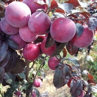 Cây giống mận đỏ