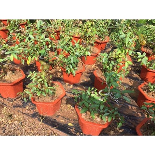 ( GIẢM SÂU) CÒN HÀNG Cây Sung Bonsai