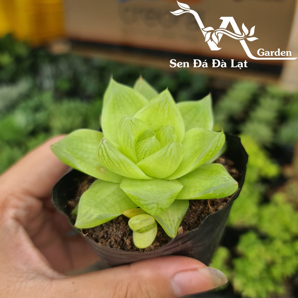 Sen Đá NGỌC DÀI VAR size bầu 5-8cm VA Garden - lỗi 1 đổi 1