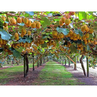 30 Hạt giống cây ăn trái kiwi (Kèm kích thích hạt nảy mầm)
