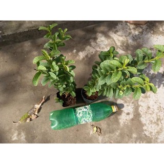 ổi kiểng lá nhỏ combo giá sỉ..................................
