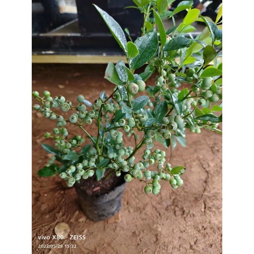 Việt Quất tứ quý  cho trái 4 mùa  - Trang Flowers