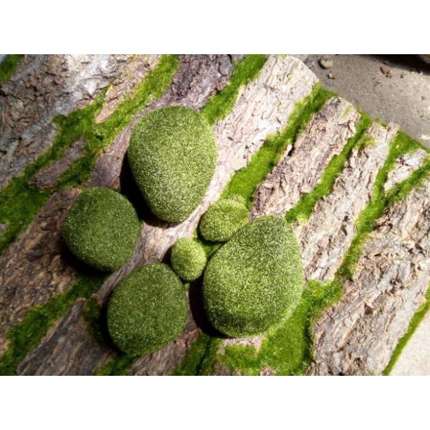 Đá rêu giả trang trí