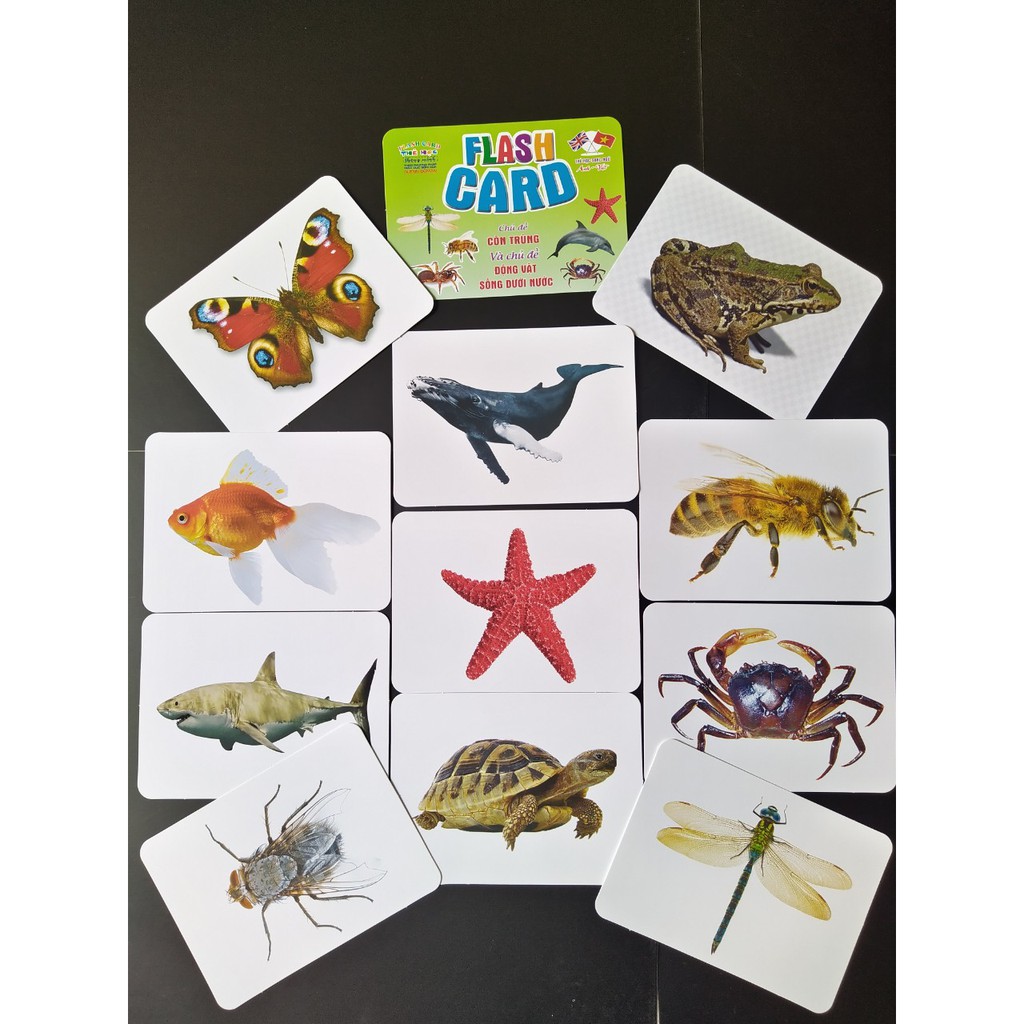 [XẢ KHO] Bộ Thẻ Học Thông Minh 18 Chủ Đề loại to song ngữ tiếng Anh loại chuẩn Glenn Doman Flashcard cho bé từ 0-6 tuổi