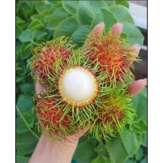 Chôm chôm thái Long Khánh giòn ngọt