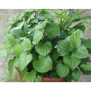 Chậu nhựa lá lốt giống