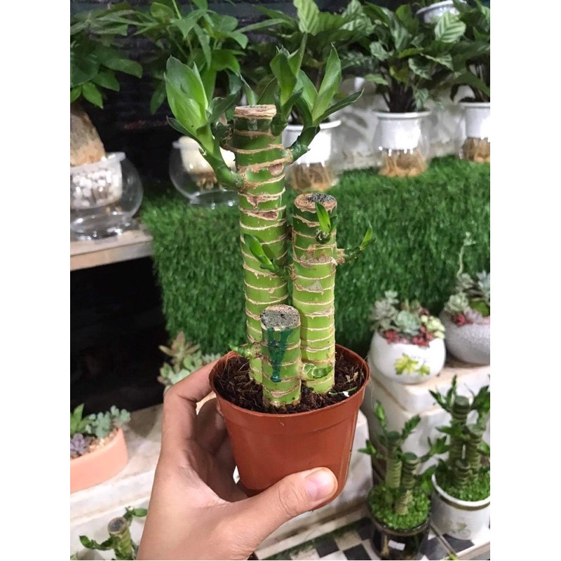 (FREESHIP) CÂY PHÁT LỘC TAM LỘC, THU HÚT TÀI LỘC CHO GIA CHỦ, CÂY PHONG THỦY HỢP TẤT CẢ CÁC MỆNH