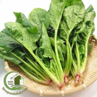 Gói Hạt Giống Rau Chân Vịt ( Cải Bó Xôi ) - Nảy Mầm Cực Chuẩn