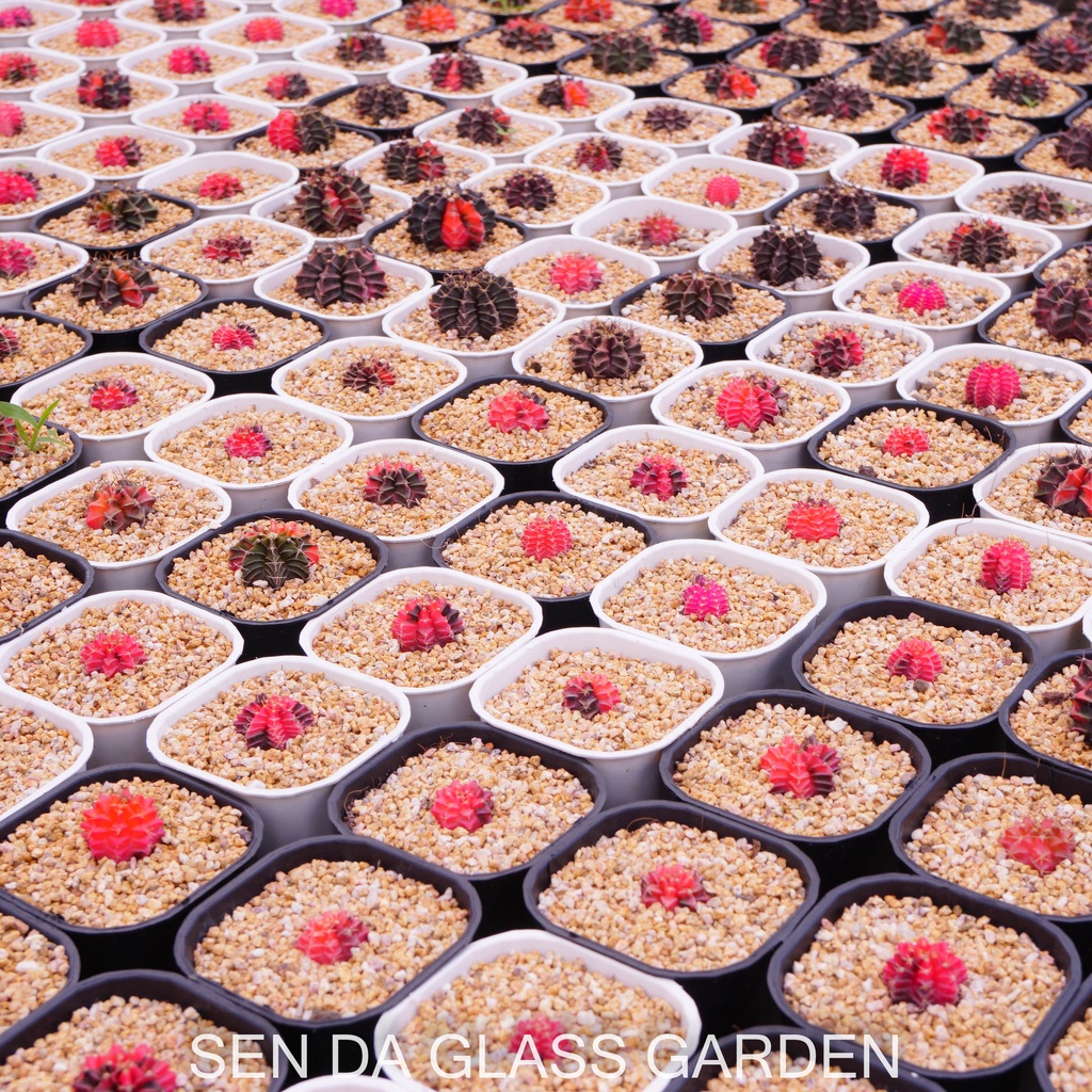 Xương rồng gym lem GLASS GARDEN 2-3cm màu ngẫu nhiên, dễ trồng, hàng hạt