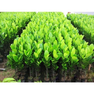 Cây mít tứ quý