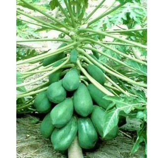 Hạt Giống Đu Đủ Lùn Ruột Gấc (5 hạt )