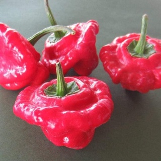 Hạt giống ớt Jamaica Red