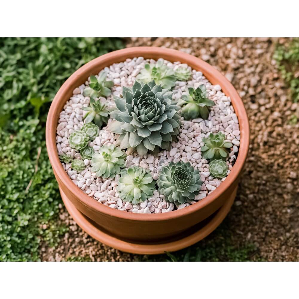 Cây Sempervivum Hen and Chicks (Trường Sinh Thảo Chúc, Gà Mẹ và Gà Con) chậu đất nung