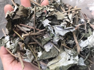 Cây bạc thau