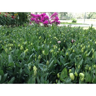 Hạt giống hoa cát tường mix