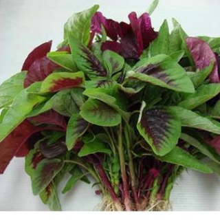 Hạt giống rau dền tía - rất dễ trồng, bổ dưỡng