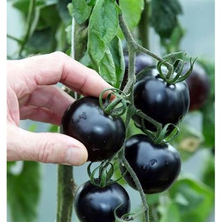 Hạt Giống CÀ CHUA ĐEN THƠM NGỌT