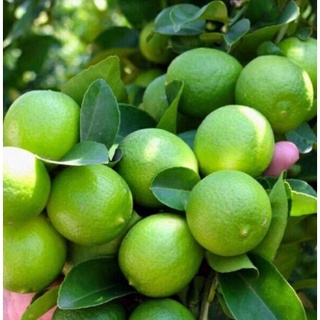 GIỐNG CÂY CHANH TỨ QUÝ