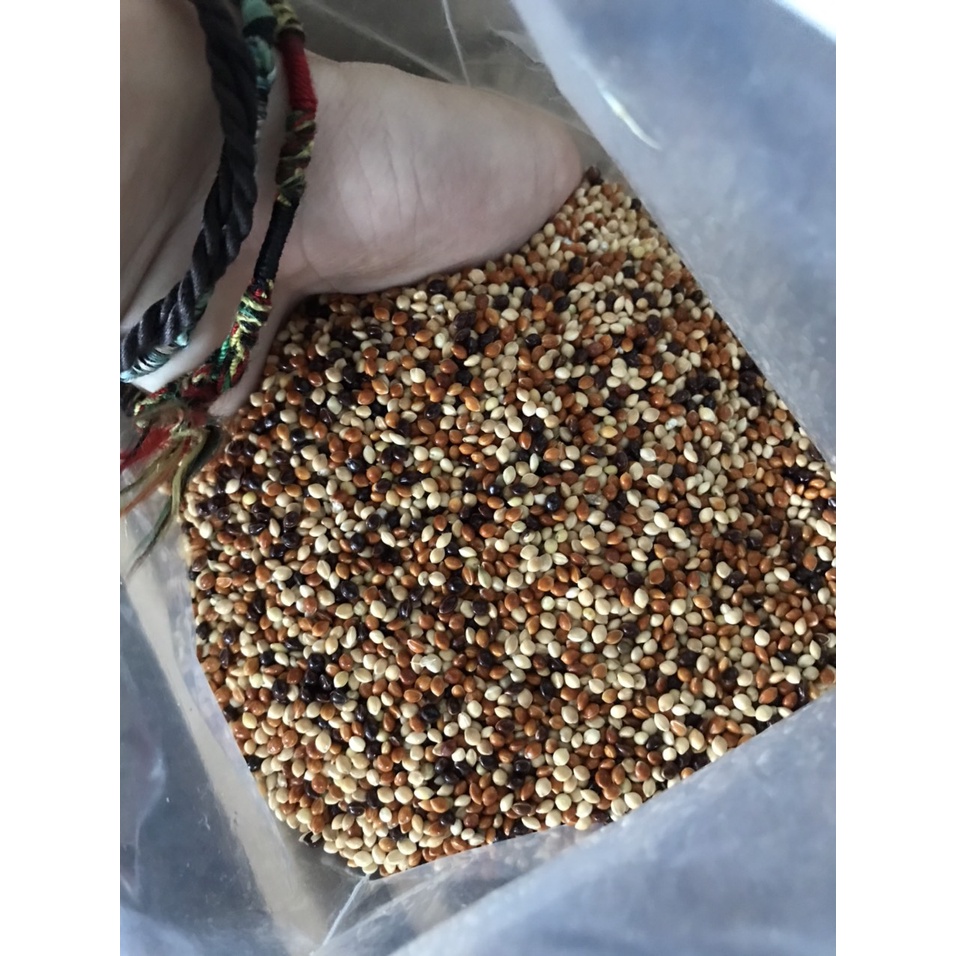 Hạt kê 4 màu, hạt cỏ Thái Lan, 1 túi 2kg dành cho chim ăn hạt, cu gáy... đầy đủ dinh dưỡng cho chim khỏe mạnh!