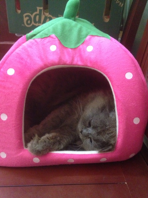 Nhà dâu tây cho thú cưng