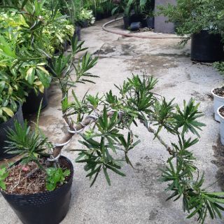 Tùng la hán bonsai DÁNG ĐỔ SIÊU ĐẸP