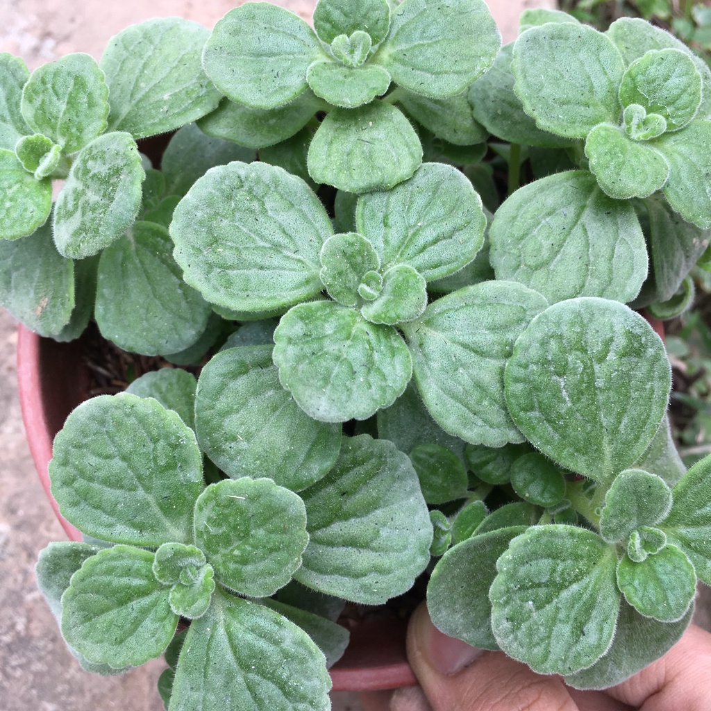 Cây Sen Thơm  Toả Hương Thơm Dễ Chịu