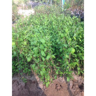 Cây giống Táo Đại
