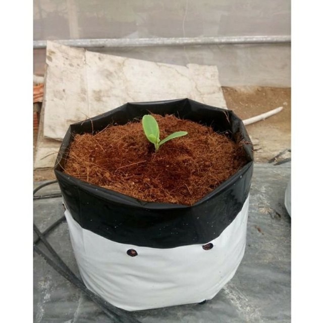 Túi trồng cây hai da cao 40 cm- đáy 20x20cm dùng trồng dưa lưới- cà chua- bầu bí- cây leo
