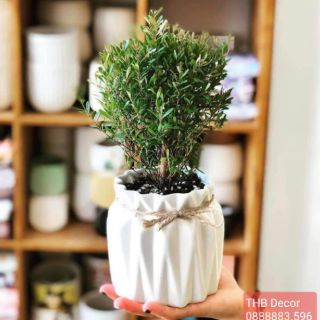 Chậu hoa gốm sứ Bát Tràng