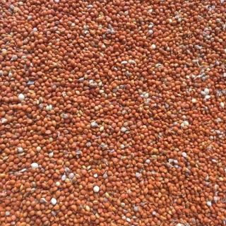 Kê đỏ nhỏ dành cho chim ăn hạt