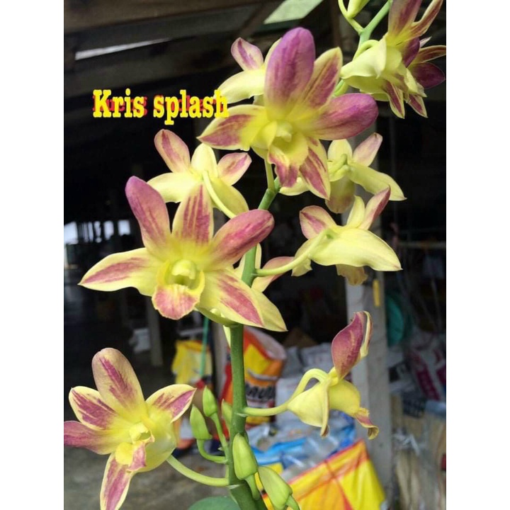 Hoa Lan Dendro Kris splash xổ 5%