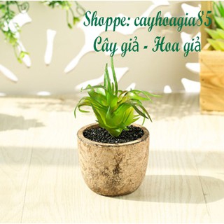 Cây giả - Chậu Sen đá (cả cây và chậu)