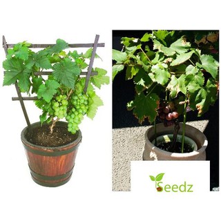 gói 20 hạt giống nho lùn xanh VINMARK HẠT GIỐNG