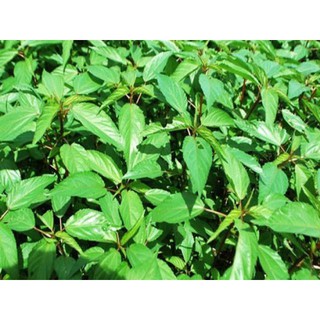 HẠT GIỐNG RAU ĐAY TRẮNG CHUẨN F1