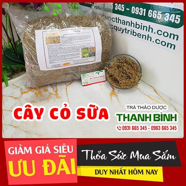 Cây Cỏ Sữa 100g - Thu Hái Tự Nhiên 100% Hàng Công Ty