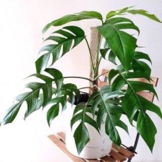 Chậu Trầu Bà Epipremnum pinnatum- sz trung