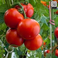 PHÂN BÓN NPK 16-16-16 HỖN HỢP