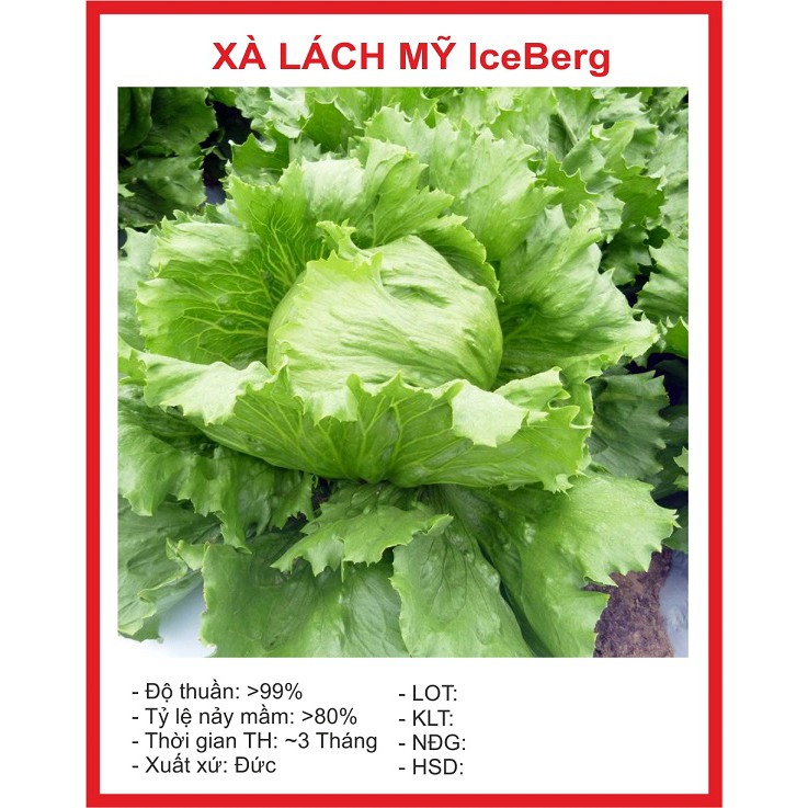 Hạt giống Xà Lách Iecgerg SIÊU NGỌT 0.2gram