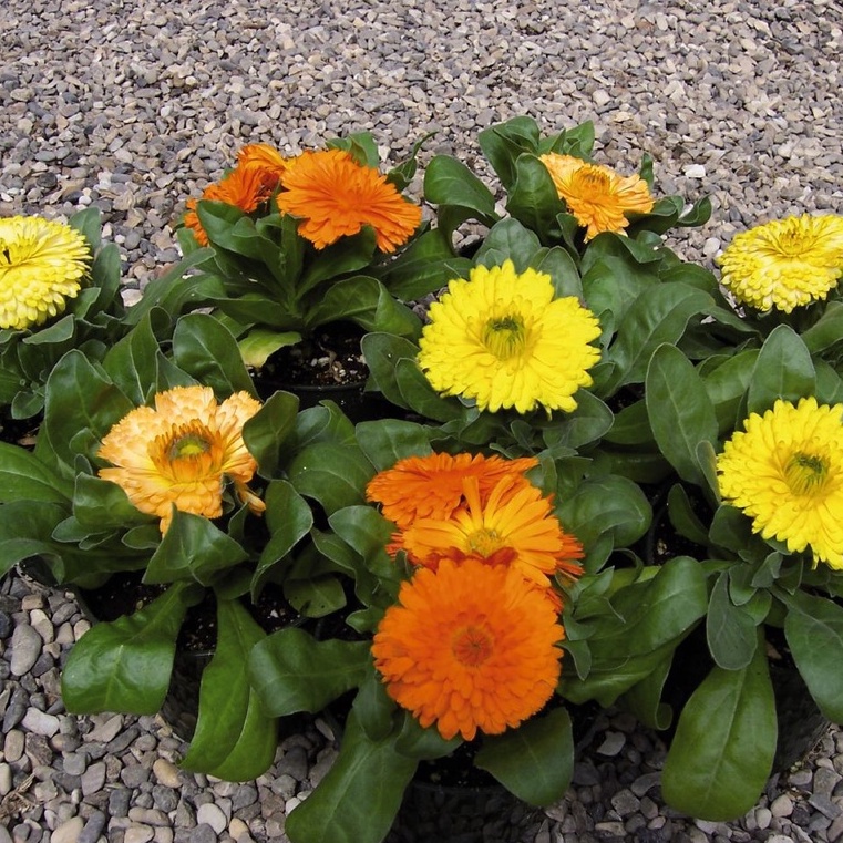 Hạt giống Cúc SUSI (tặng kèm phân bón)